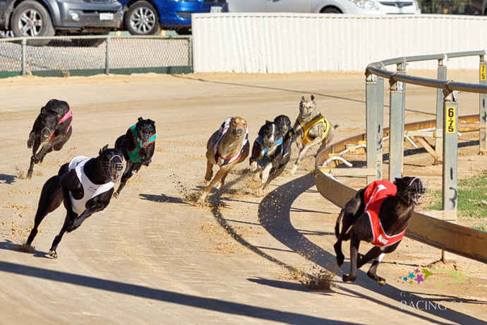 Zinfandel Evie takes  out Gawler Breeders final